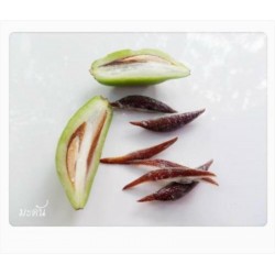 Garcinia schomburgkiana - Madan - Samen - sehr selten