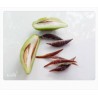 Price: €4.95 - Garcinia schomburgkiana - Madan - Seeds - very rarre - 
