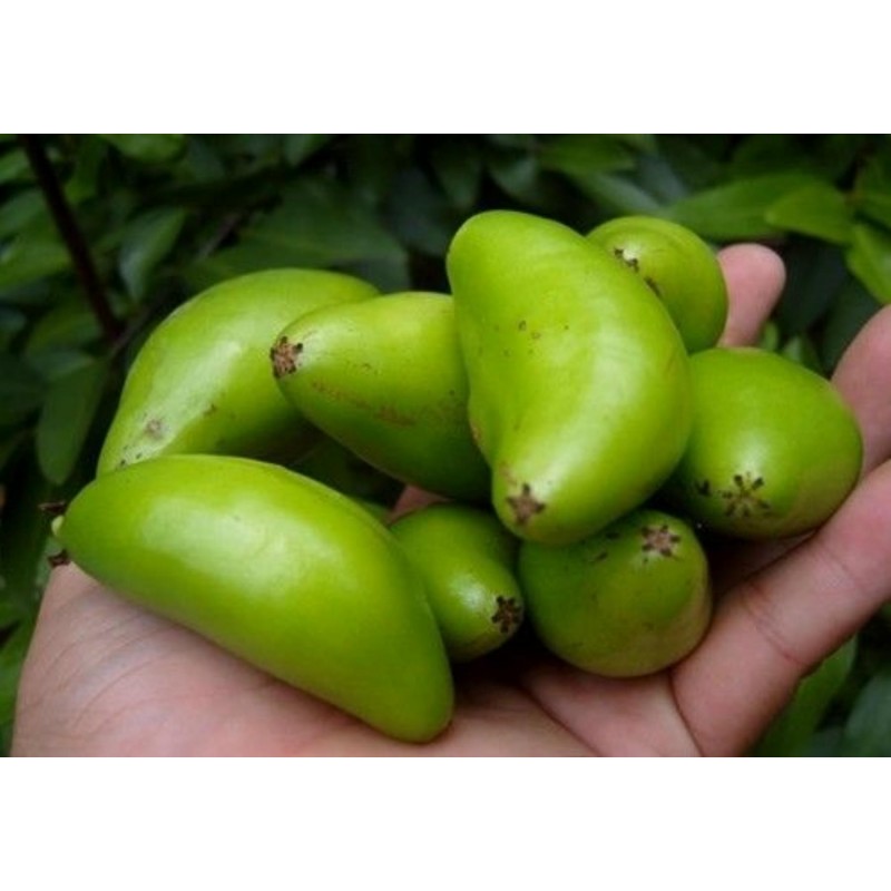 Price: €4.95 - Semillas de Madan - garcinia schomburgkiana- muy raras - 