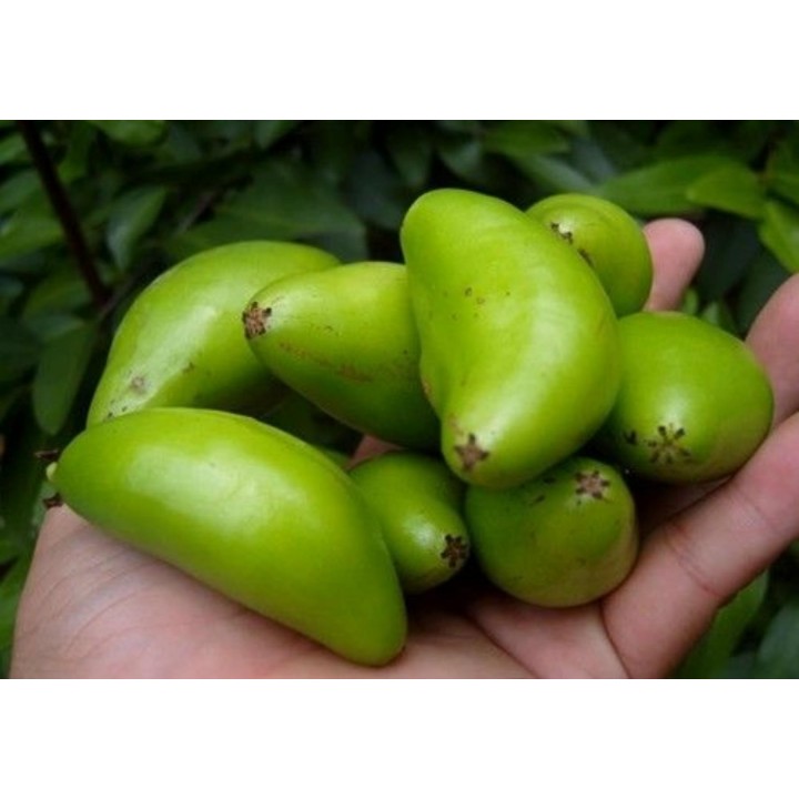 Garcinia schomburgkiana - Madan - Seeds - very rarre - 4.455