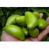 Price: €4.95 - Garcinia schomburgkiana - Madan - Seeds - very rarre - 