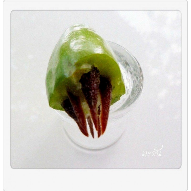 Price: €4.95 - Graines de Madan - Garcinia schomburgkiana - très rare - 