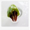 Price: €4.95 - Semillas de Madan - garcinia schomburgkiana- muy raras - 