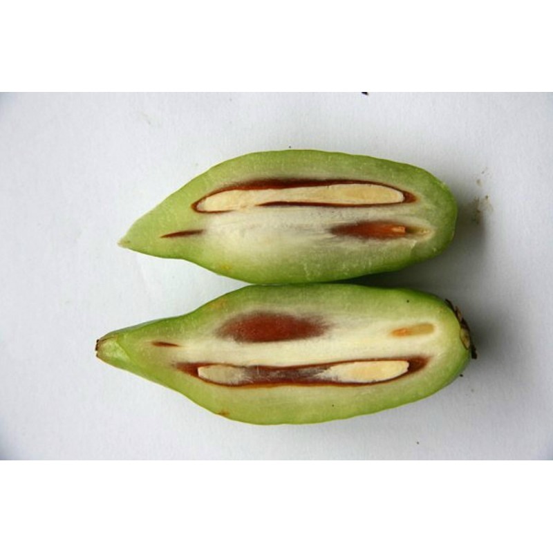Price: €4.95 - Graines de Madan - Garcinia schomburgkiana - très rare - 