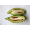 Price: €4.95 - Garcinia schomburgkiana - Madan - Seeds - very rarre - 