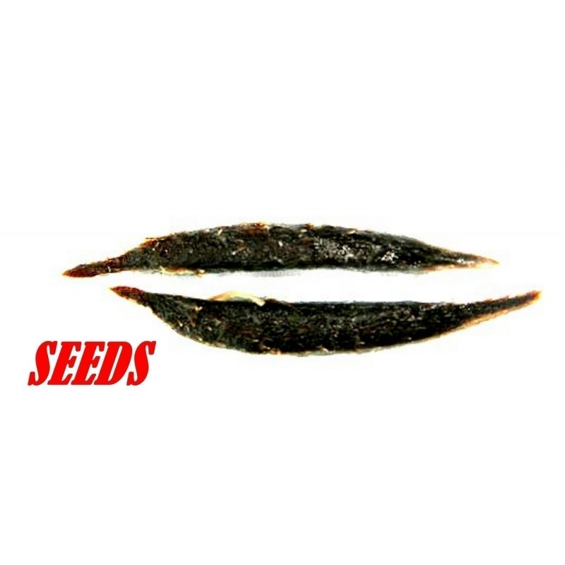 Price: €4.95 - Semillas de Madan - garcinia schomburgkiana- muy raras - 