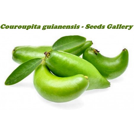 Price: €4.95 - Graines de Madan - Garcinia schomburgkiana - très rare - 