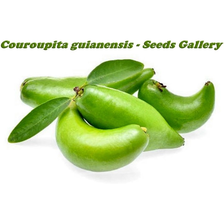 Garcinia schomburgkiana - Madan - Seeds - very rarre - 4.455