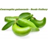 Price: €4.95 - Semillas de Madan - garcinia schomburgkiana- muy raras - 