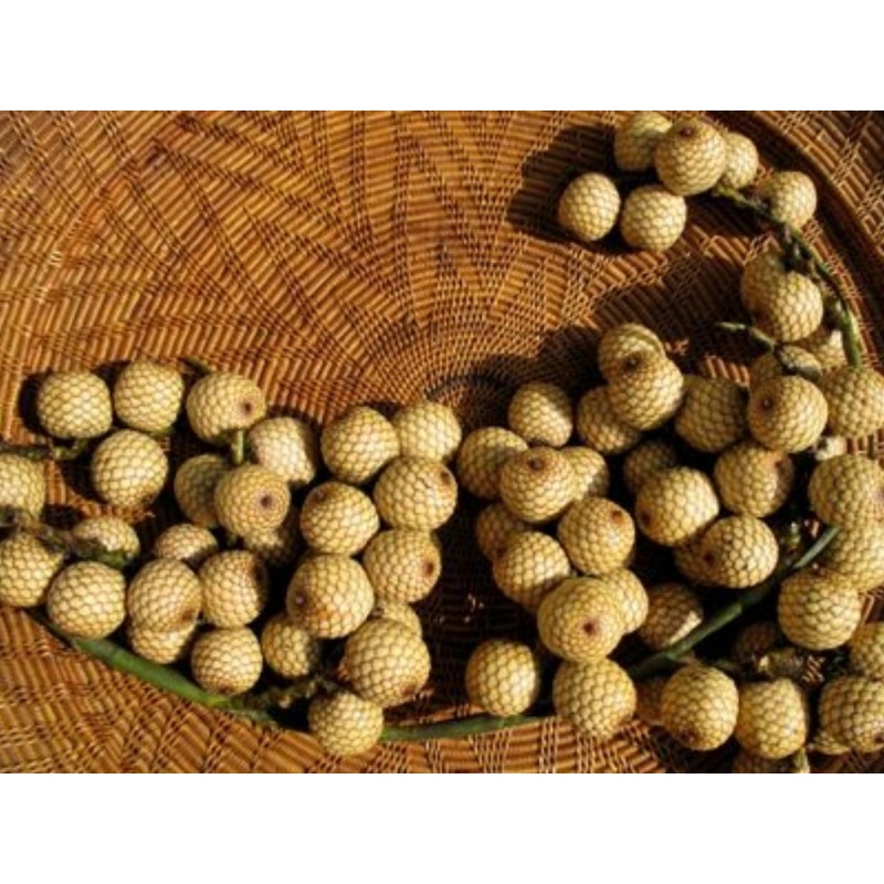 Rattan Samen (Calamus manan)