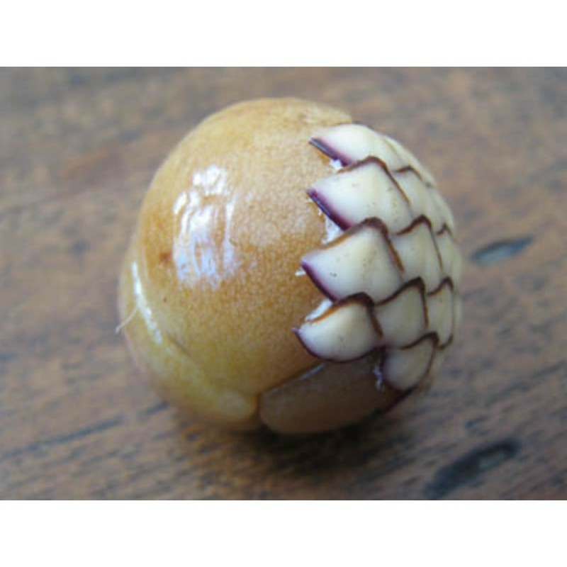 Σπόροι Rattan (Calamus manan)