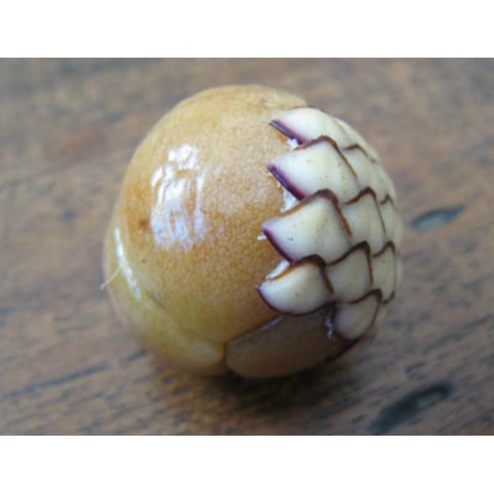 Rattan Seeds (Calamus manan) - 4.05
