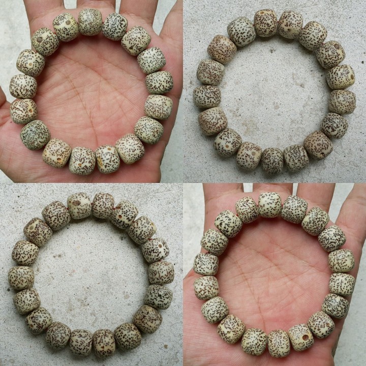 Rattan Seeds (Calamus manan) - 4.05
