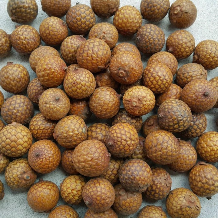 Rattan Seeds (Calamus manan) - 4.05