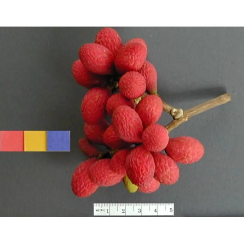 Semillas de Korlan (Nephelium hypoleucum)