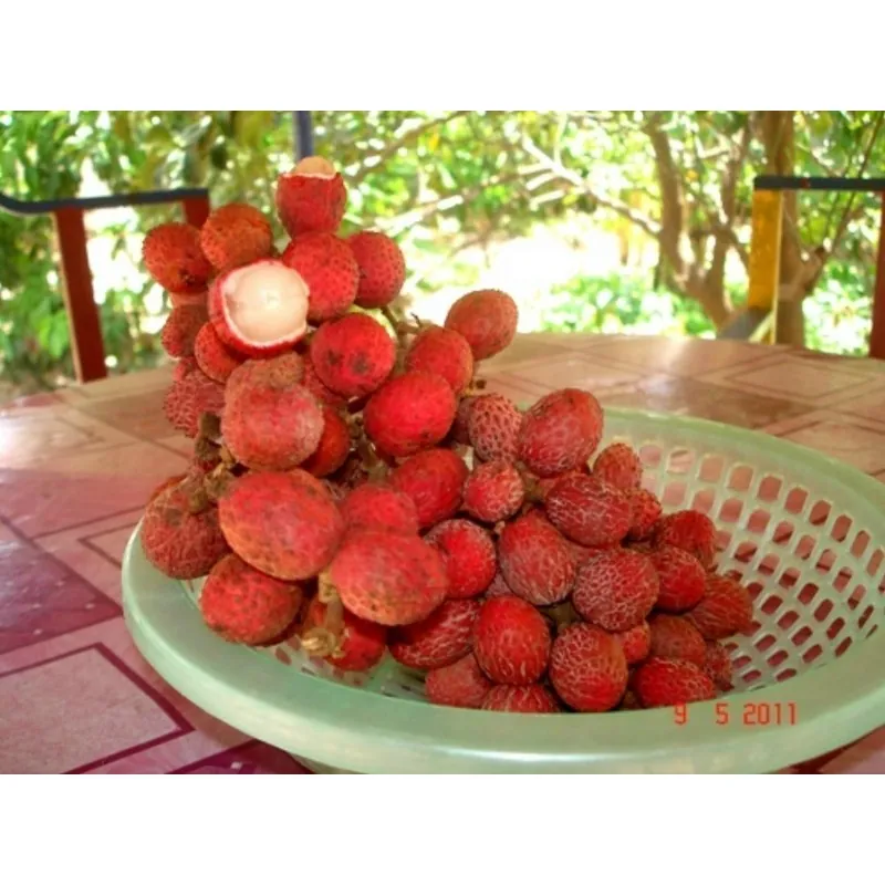 Sementes de Korlan (Nephelium hypoleucum)