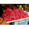 Sementes de Korlan (Nephelium hypoleucum)