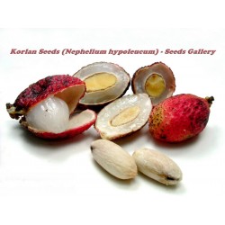 Price: €4.95 - Fröer av Korlan (Nephelium hypoleucum) - 