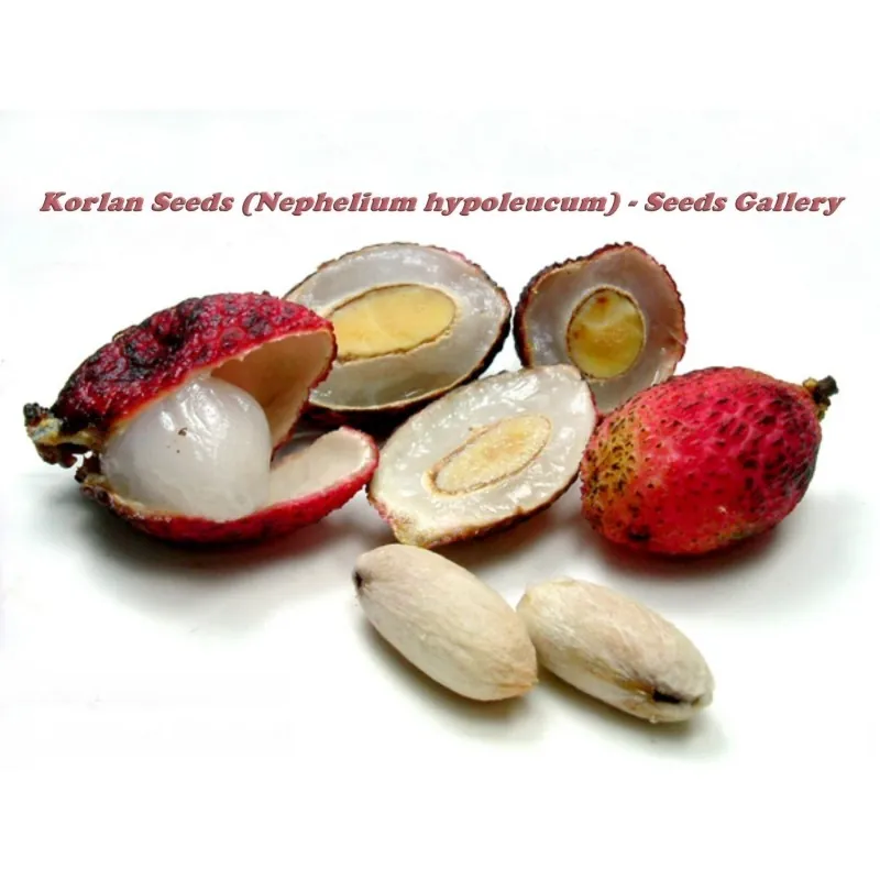 Σπόροι του Korlan (Nephelium hypoleucum)