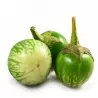 Thailändska runda gröna auberginefrön