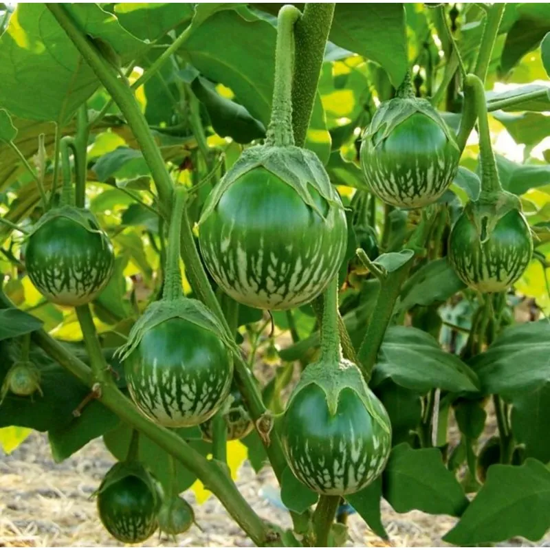 Graines d'aubergine vertes rondes thaïlandaises