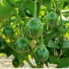 Thailändska runda gröna auberginefrön
