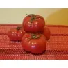 Semi di pomodoro Marquise rosa e nero