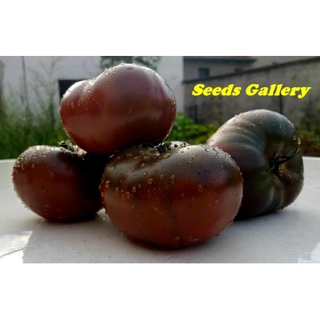 Sementes de tomate Marquise rosa e preta