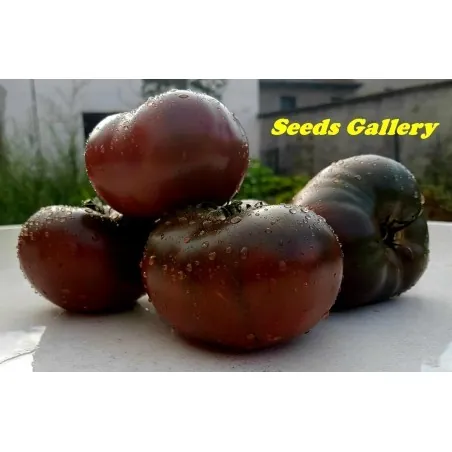 Semi di pomodoro Marquise rosa e nero