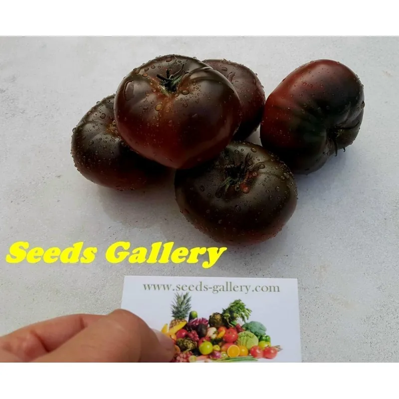 Semi di pomodoro Marquise rosa e nero