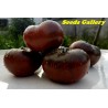 Pink and Black Marquise Tomato Seeds | 2.15 €