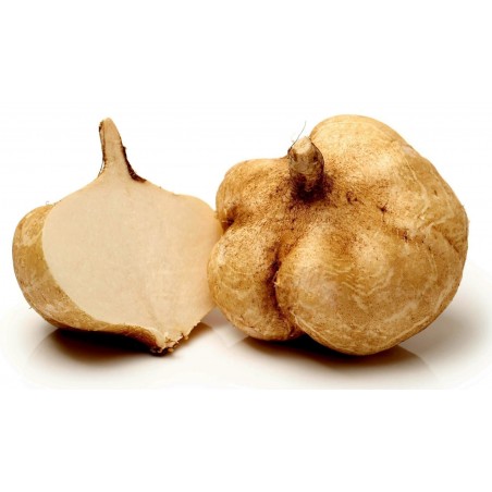 Price: €3.25 - Semillas De Jícama, Pelenga o Nabo Mexicano (Pachyrhizus erosus) -
