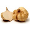 Price: €3.25 - Meksicki krompir, Jicama Seme (Pachyrhizus erosus) - 