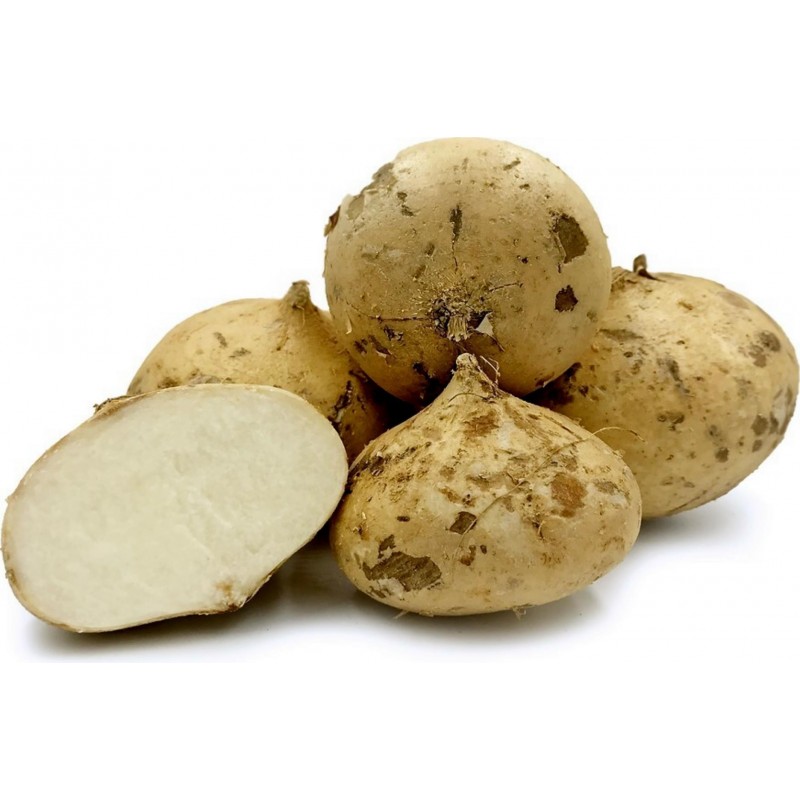 Price: €3.25 - Meksicki krompir, Jicama Seme (Pachyrhizus erosus) - 