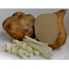 Price: €3.25 - Meksicki krompir, Jicama Seme (Pachyrhizus erosus) - 