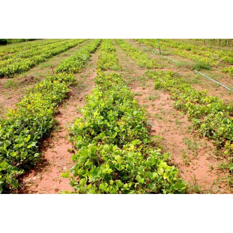 Price: €3.25 - Jicama Fröer (Pachyrhizus erosus) - 