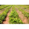 Price: €3.25 - Semillas De Jícama, Pelenga o Nabo Mexicano (Pachyrhizus erosus) - 
