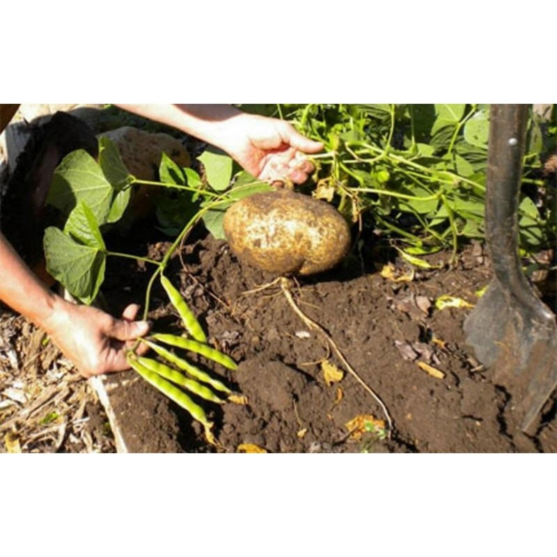 Price: €3.25 - Meksicki krompir, Jicama Seme (Pachyrhizus erosus) - 