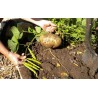 Price: €3.25 - Jicama Fröer (Pachyrhizus erosus) - 