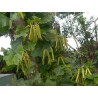 Price: €3.25 - Jicama Fröer (Pachyrhizus erosus) - 