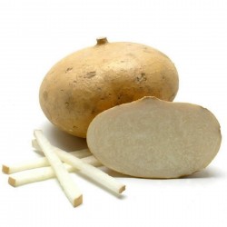 Semi di Patata Messicana o Jicama (Pachyrhizus erosus)