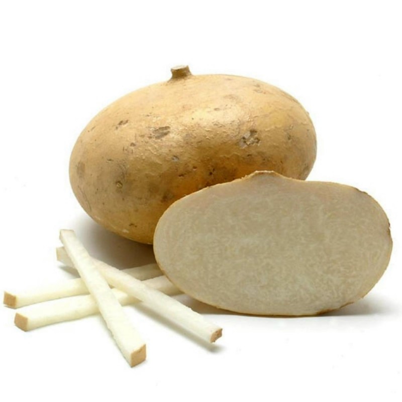 Jicama Fröer (Pachyrhizus erosus)