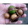 Sementes de Nogueira-Macadâmia (Macadamia integrifolia)