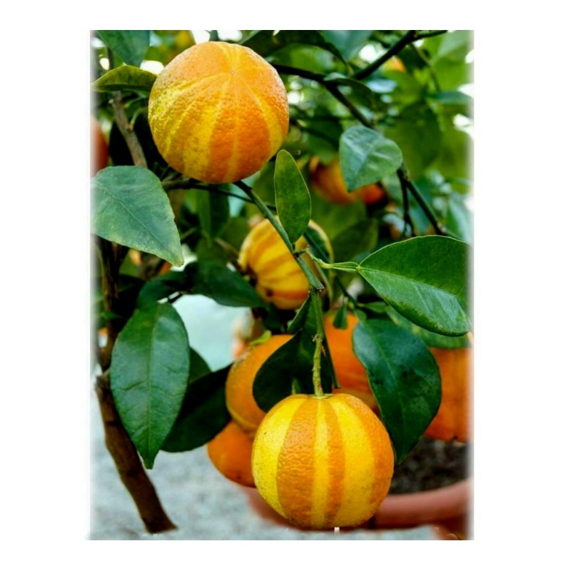 Deutsche Landsknechtshose - Pomeranze Samen (Citrus aurantium 'Fasciata')