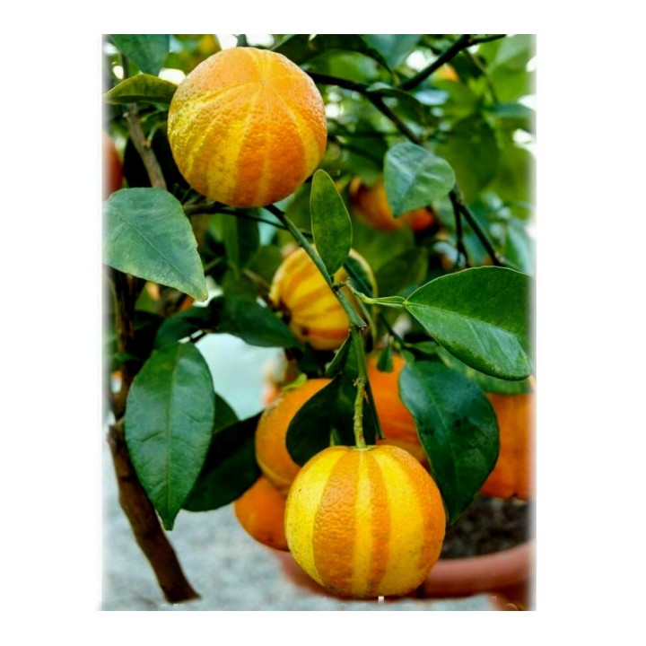 Striped Orange, Seville-Orange Seeds (Citrus aurantium fasciata) - 3.33
