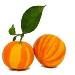Semillas naranja rayada, Sevilla-naranja (Citrus aurantium fasciata)