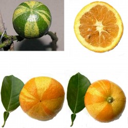 Striped Orange, Seville-Orange Seeds (Citrus aurantium fasciata)