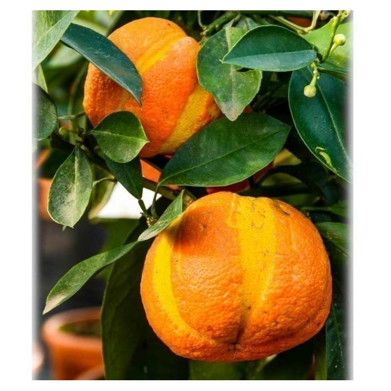 Deutsche Landsknechtshose - Pomeranze Samen (Citrus aurantium 'Fasciata')