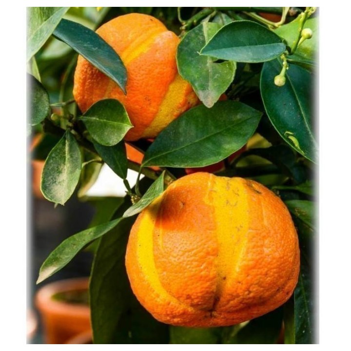 Striped Orange, Seville-Orange Seeds (Citrus aurantium fasciata) - 3.33