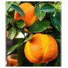 Deutsche Landsknechtshose - Pomeranze Samen (Citrus aurantium 'Fasciata')